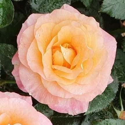 Rose 'Simplicity Daybreak' (Rosa) - Ladybird Nursery