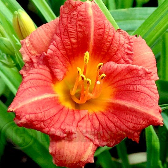 Daylily Stella Rouge (Hemerocallis ) - Ladybird Nursery