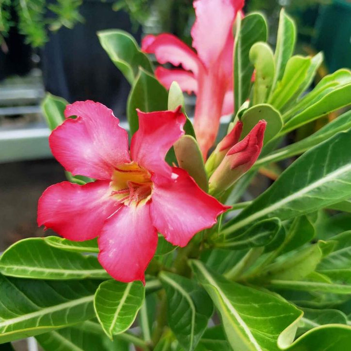 Desert Roses - Ladybird Nursery