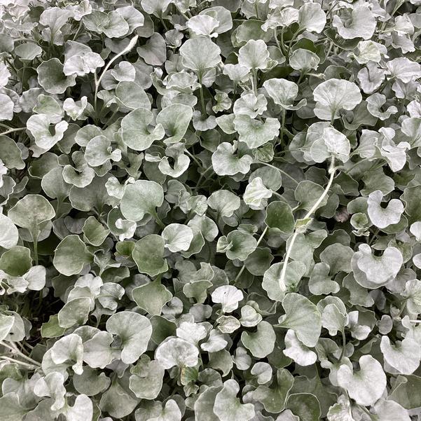 Dichondra Silver Surfer (Dichondra argentea)