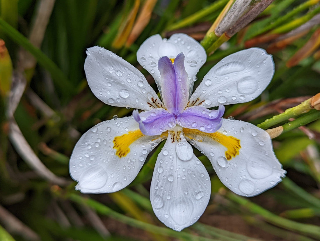 Wild Iris (Dietes grandiflora) - Ladybird Nursery