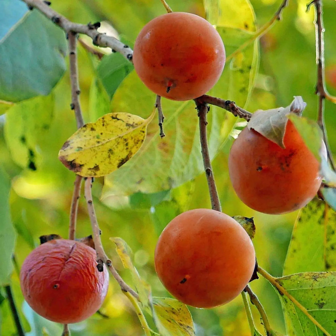 Common Persimmon (Diospyros virginiana) - Ladybird Nursery