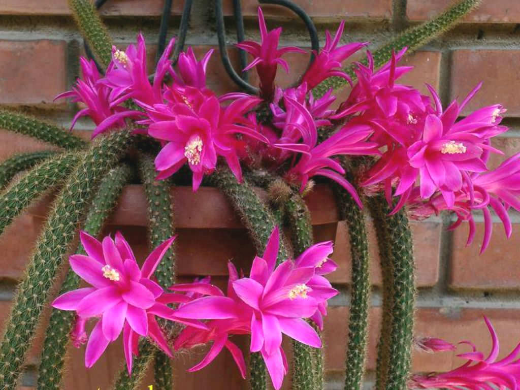 Rat Tail Cactus (Disocactus flagelliformis) - Ladybird Nursery