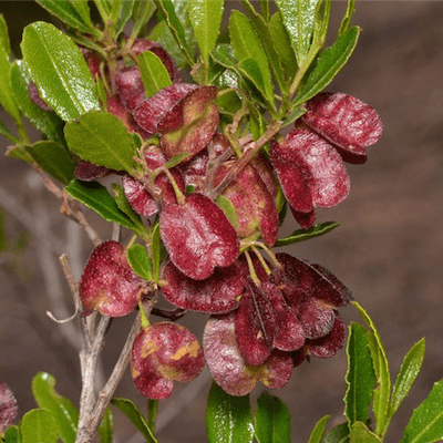 Hop Bush (Dodonaea viscosa) - Ladybird Nursery