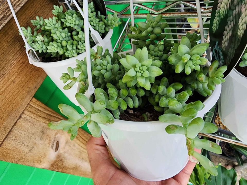 Donkey Tails Succulent Hangers - Ladybird Nursery
