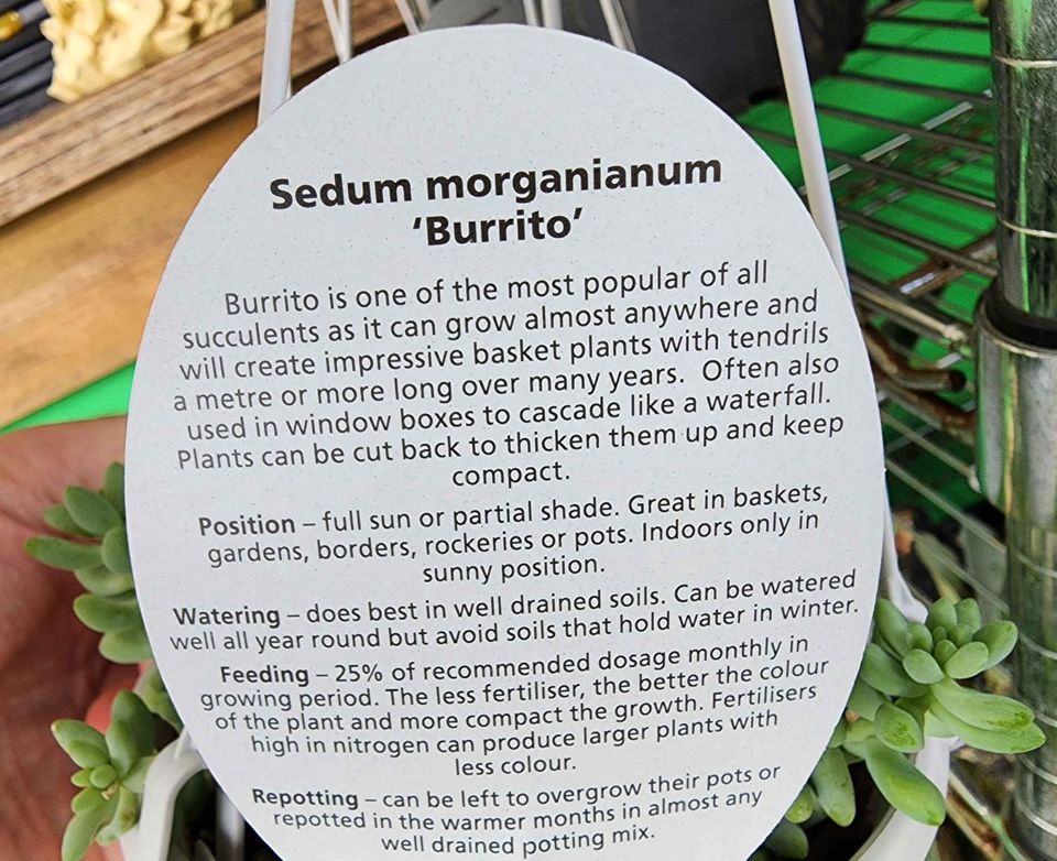 Donkey Tails Succulent Hangers