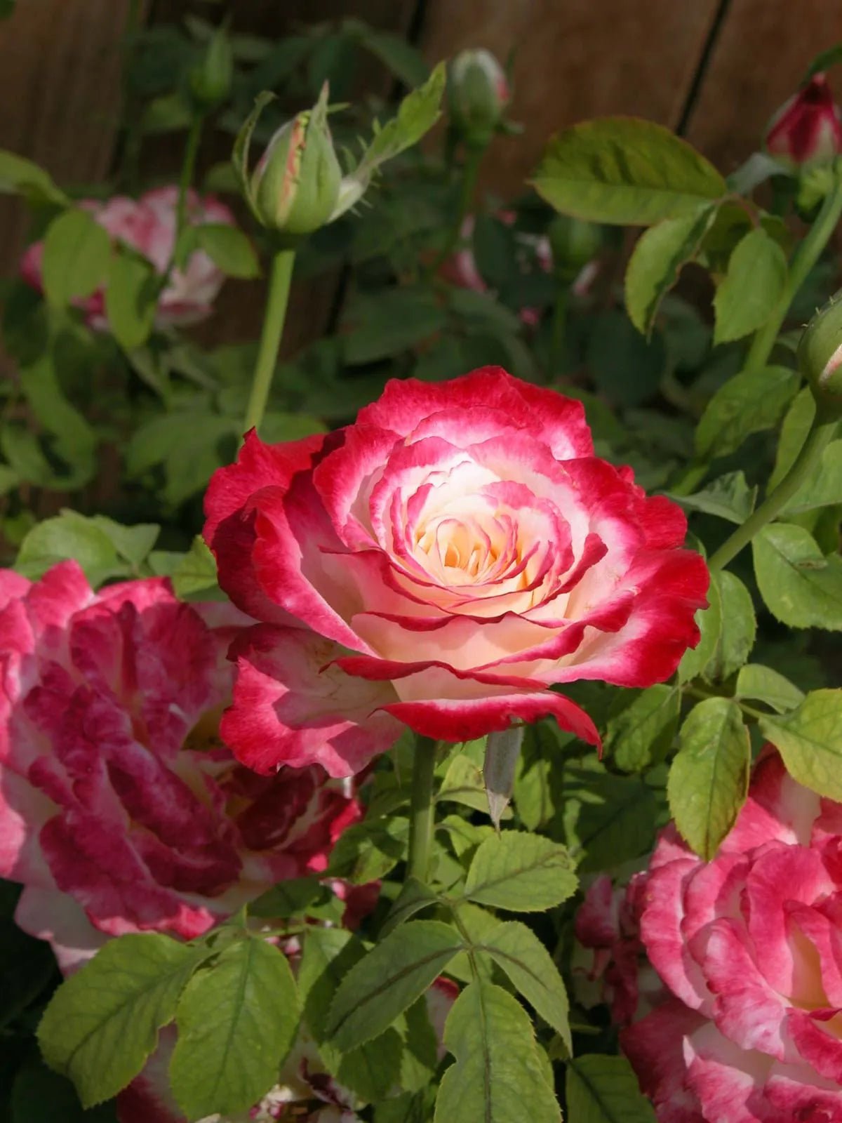Rose 'Double Delight' 2ft Standard - Ladybird Nursery