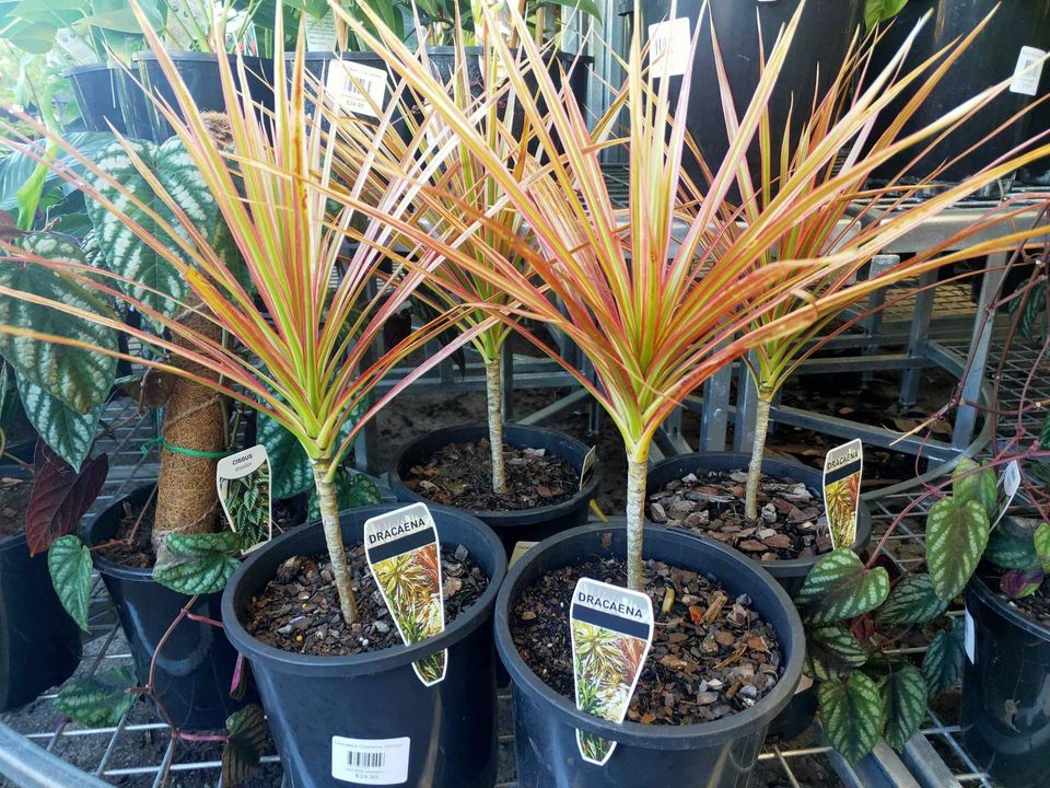 Dracaena Colorama - Ladybird Nursery
