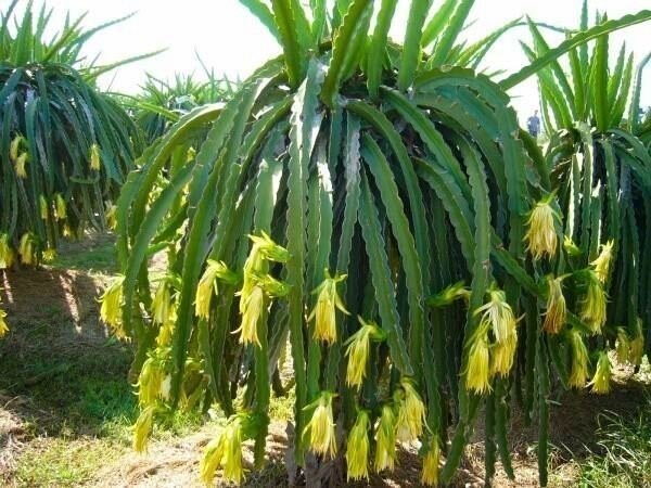 Dragonfruit 'Yellow' - Ladybird Nursery