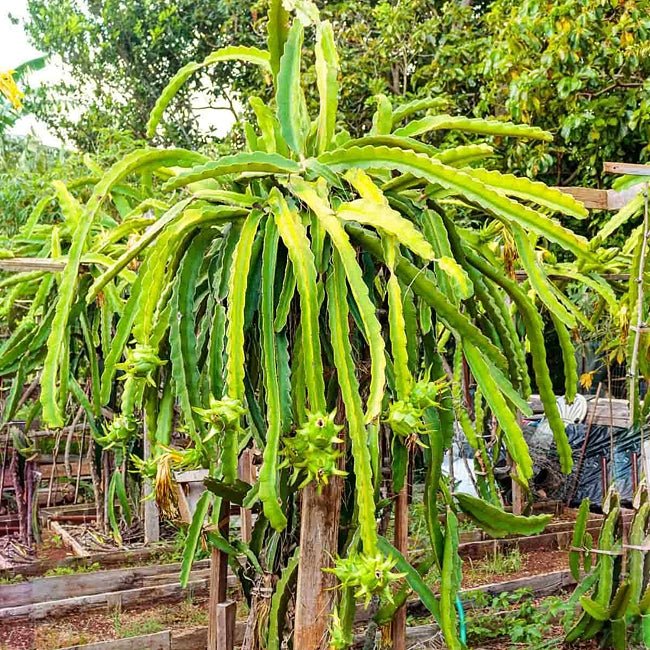 Dragon Fruit Zamorano - Ladybird Nursery