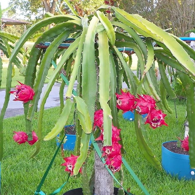 Dragon fruit Purple Haze - Ladybird Nursery