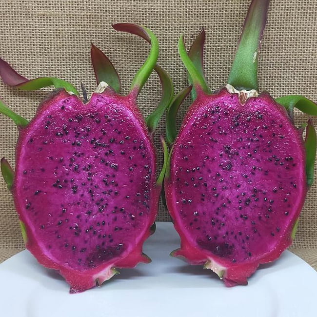 Dragon fruit Purple Megalanthus