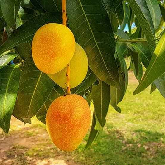 Mango 'Alphonso' - Ladybird Nursery