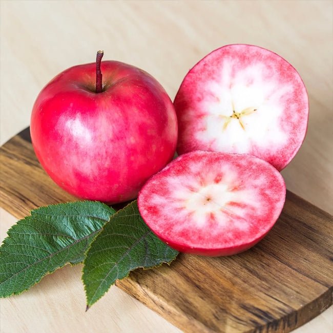 Dwarf Apple Magnus Summer Surprise PBR - Ladybird Nursery