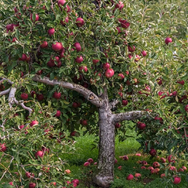 Dwarf Apple Magnus Summer Surprise PBR