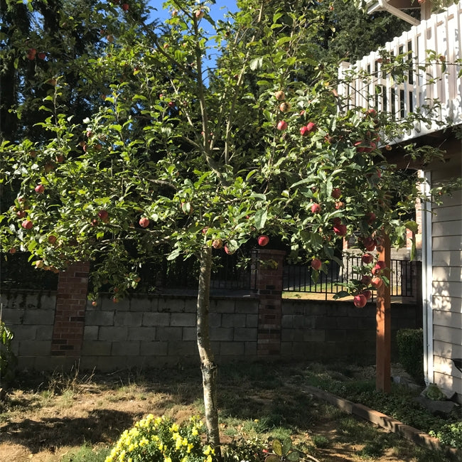 Dwarf Apple Montys Surprise TM