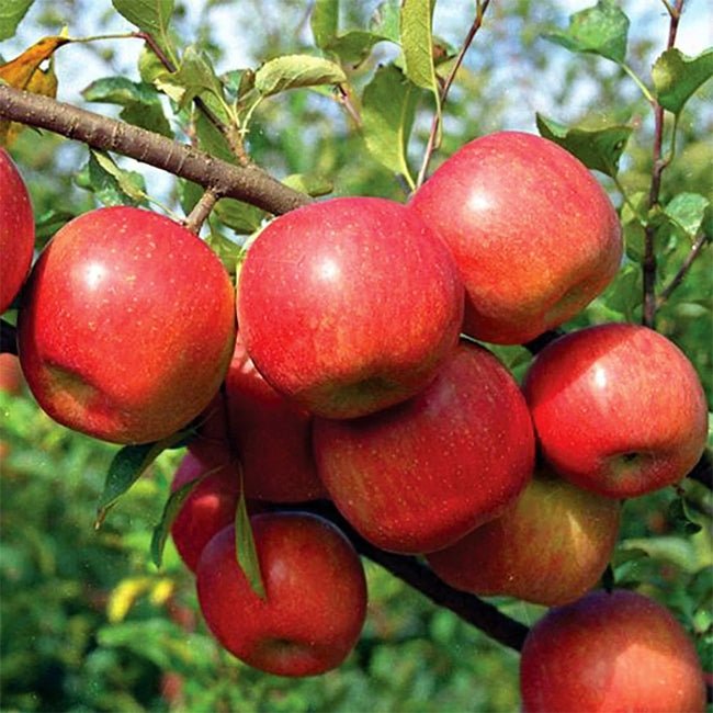 Dwarf Apple 'Red Fuji' - Ladybird Nursery