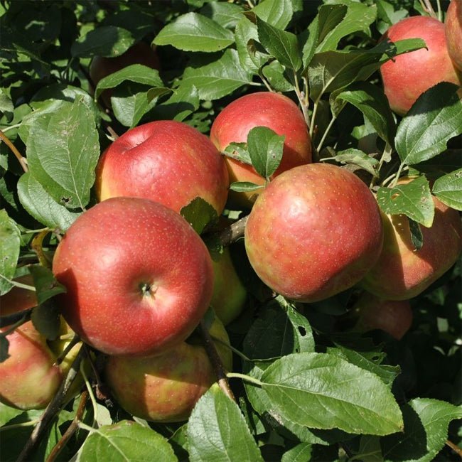 Dwarf Apple 'Trixzie® Pink Lady™' - Ladybird Nursery
