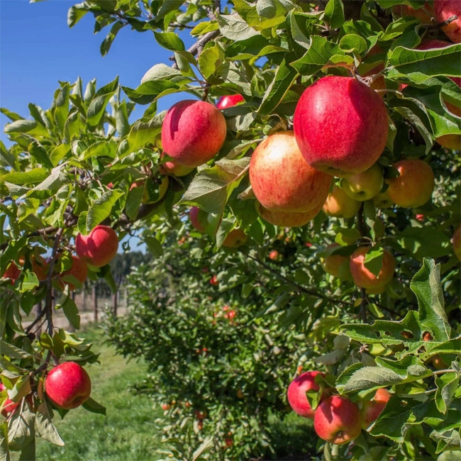Dwarf Apple Tropical Anna