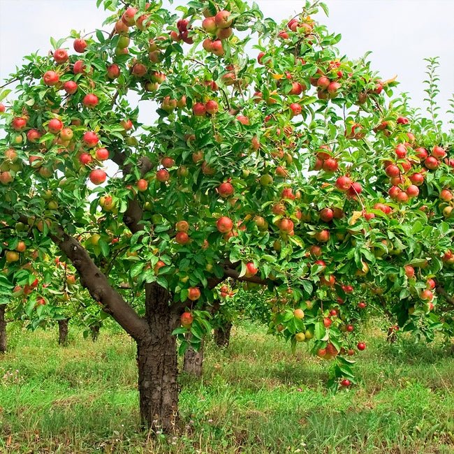 Dwarf Apple Tropical Anna - Ladybird Nursery