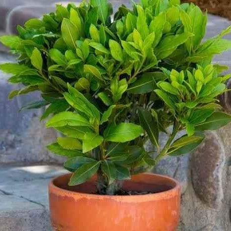 Dwarf Bay Leaf Tree (Baby Bay) - Ladybird Nursery