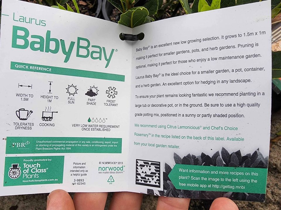 Dwarf Bay Leaf Tree (Baby Bay) 200mm Pot - Ladybird Nursery