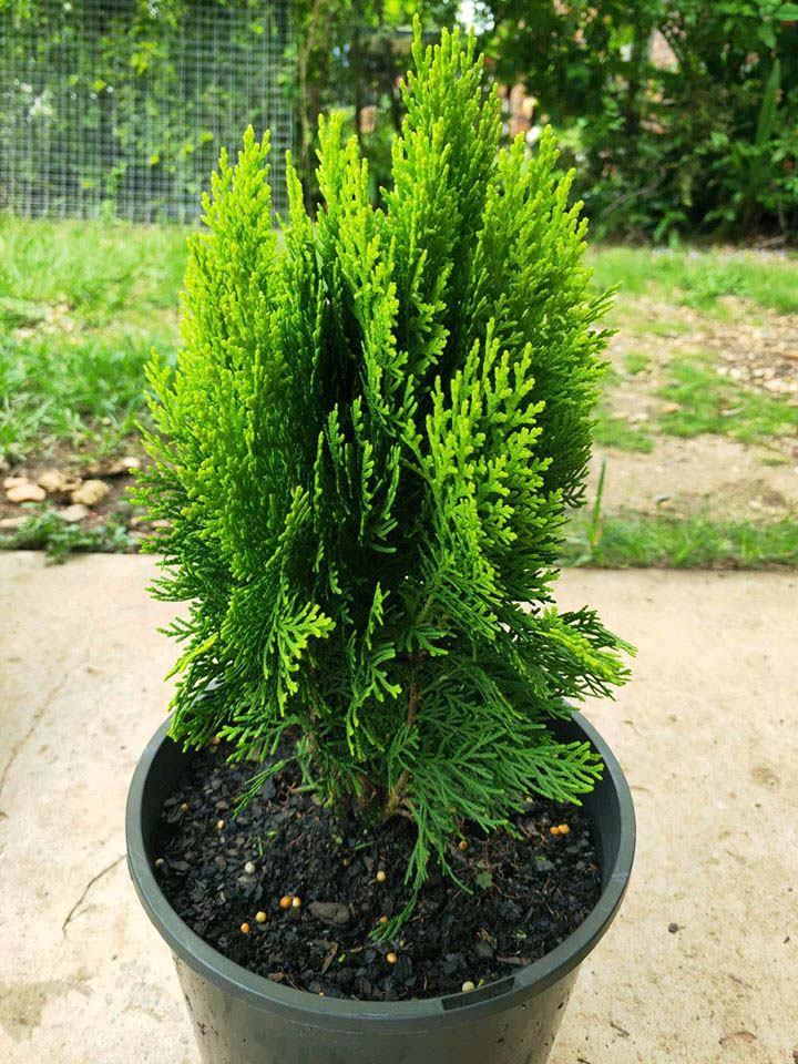 Dwarf Book Leaf Conifer