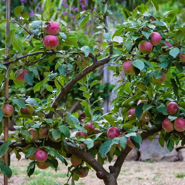 Dwarf Cider Apple Improved Foxwhelp - Ladybird Nursery