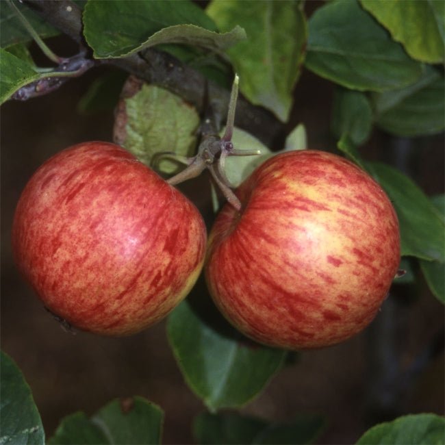 Dwarf Cider Apple Improved Foxwhelp - Ladybird Nursery