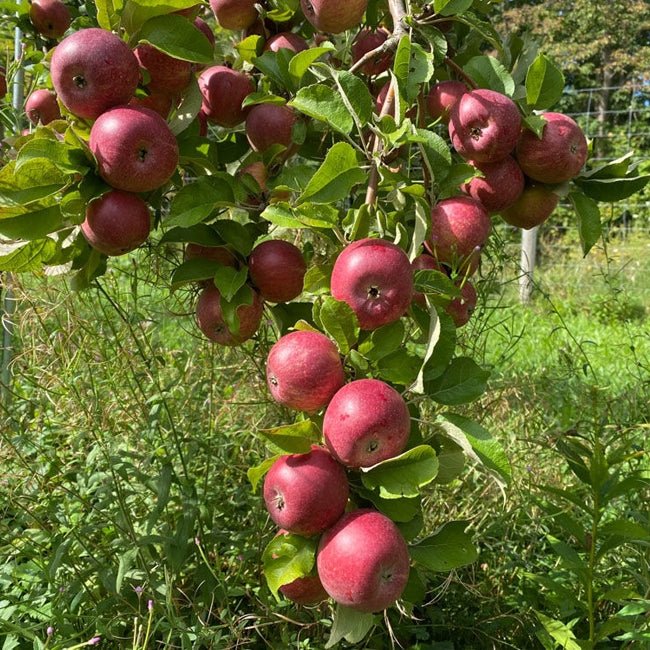 Dwarf Cider Apple Kingston Black - Ladybird Nursery