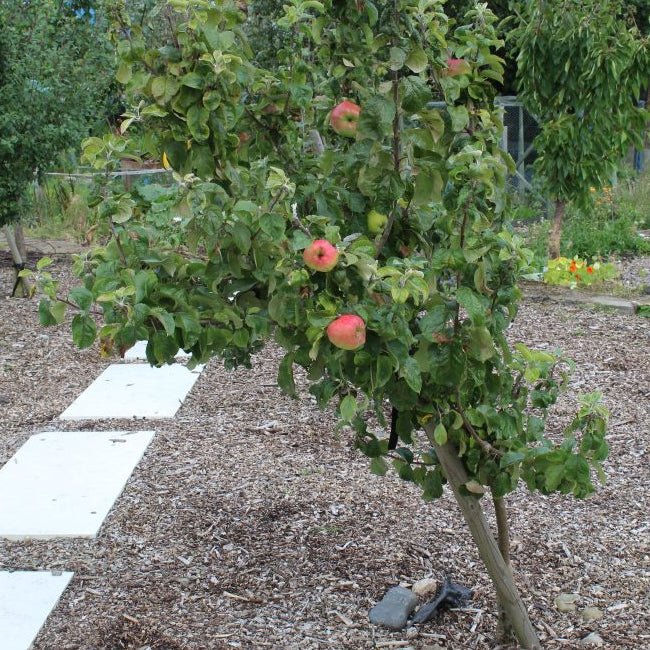Dwarf Cider Apple Yarlington Mill - Ladybird Nursery