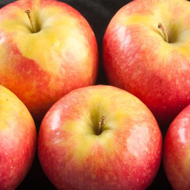 Dwarf Cider Apple Yarlington Mill - Ladybird Nursery