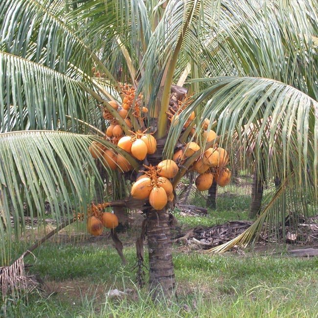 Dwarf Coconut Malay Red - Ladybird Nursery
