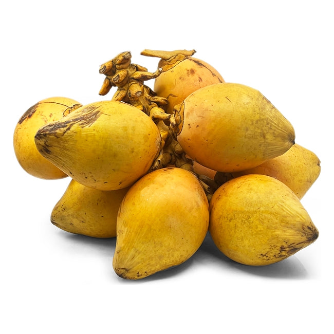 Dwarf Coconut Yellow