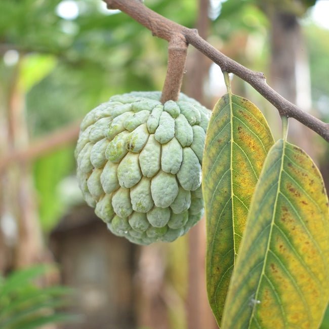 Dwarf Custard Apple Tropic Sun - Ladybird Nursery