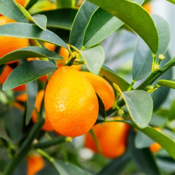 Dwarf Nagami Kumquat (QLD Only) - Ladybird Nursery