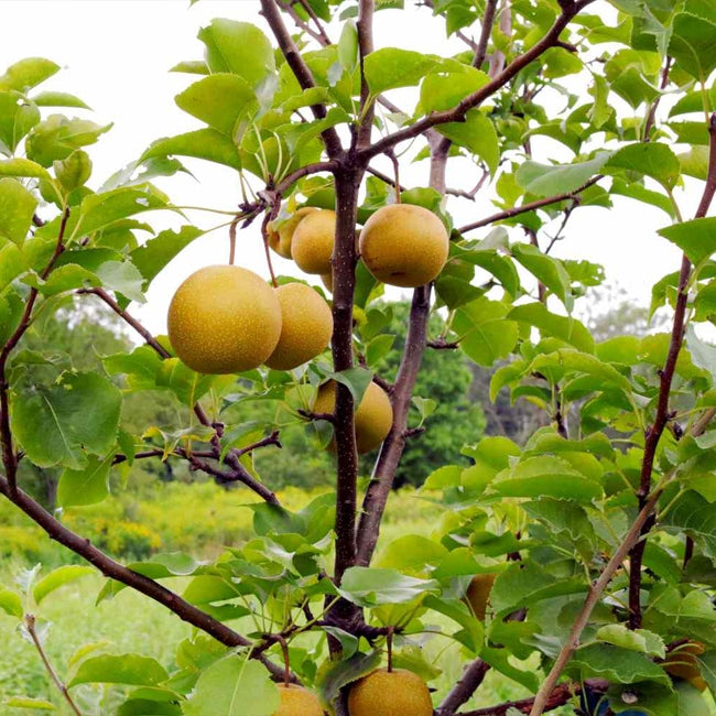 Dwarf Nashi Pear Ya Li