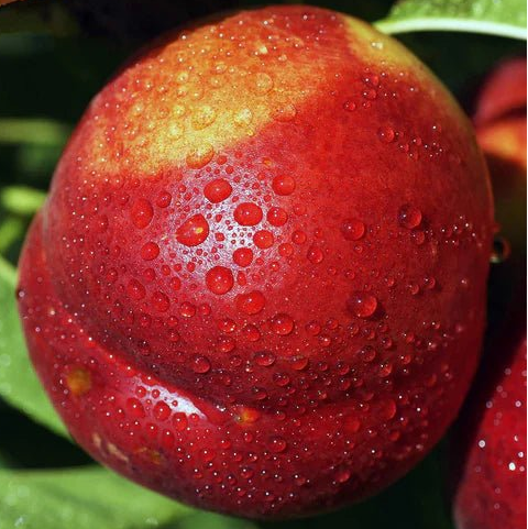 Dwarf Nectarine 'Flavortop' - Ladybird Nursery