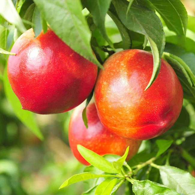 Dwarf Nectarine Sundowner - Ladybird Nursery
