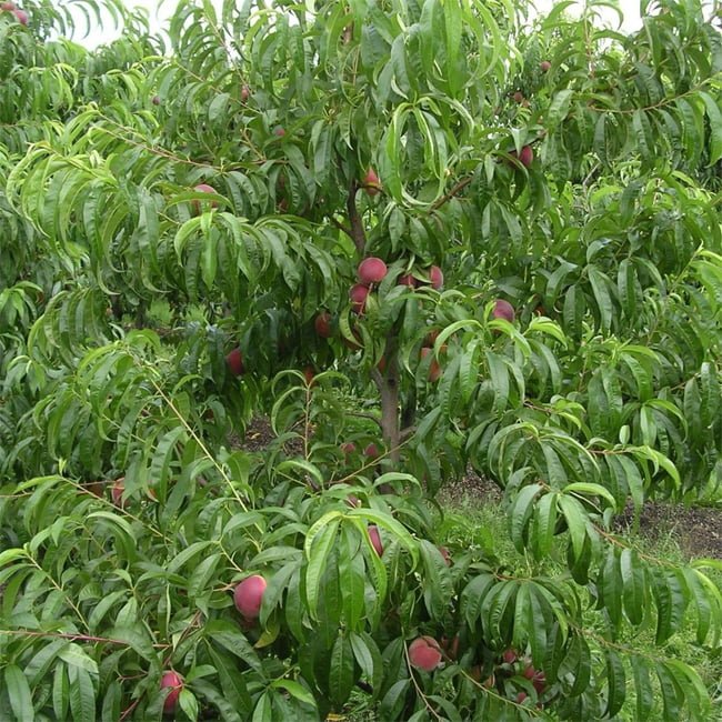 Dwarf Nectarine Royal Gem - Ladybird Nursery