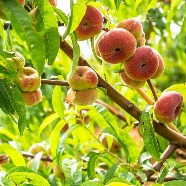 Dwarf Peach Angel High Chill - Ladybird Nursery
