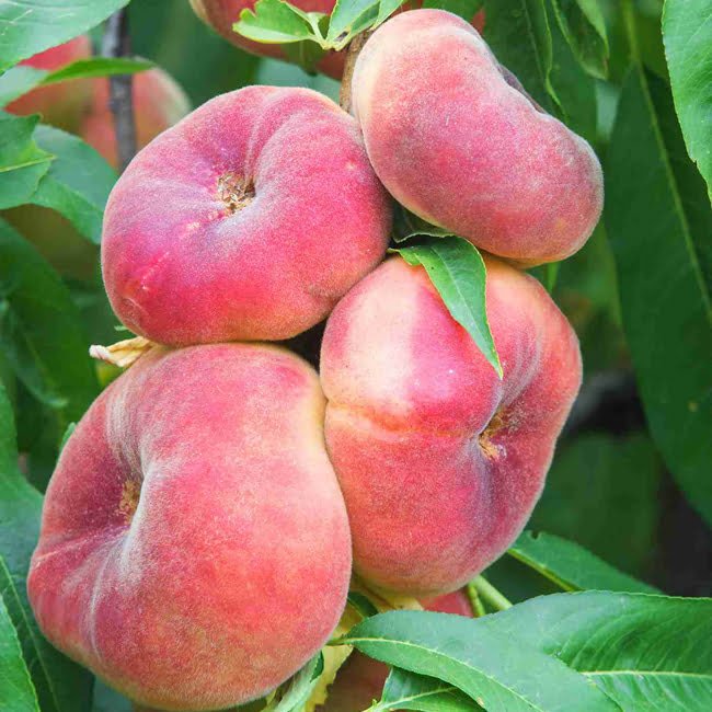 Dwarf Peach Angel High Chill - Ladybird Nursery