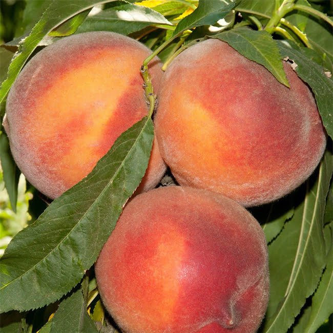 Dwarf Peach Trixzie Pixzee - Ladybird Nursery