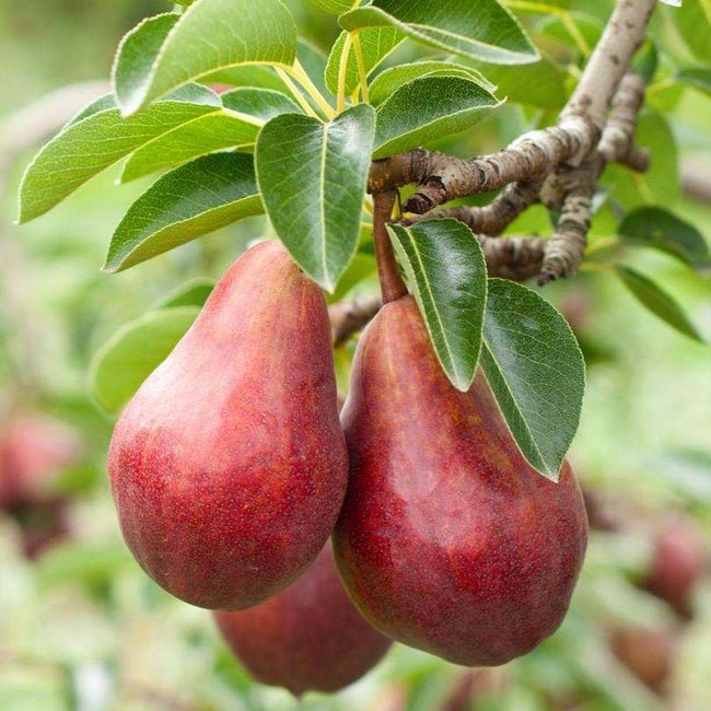 Dwarf Pear 'Red Princess' - Ladybird Nursery