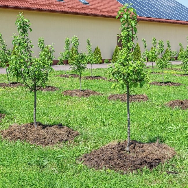 Dwarf Plum Green Gage - Ladybird Nursery