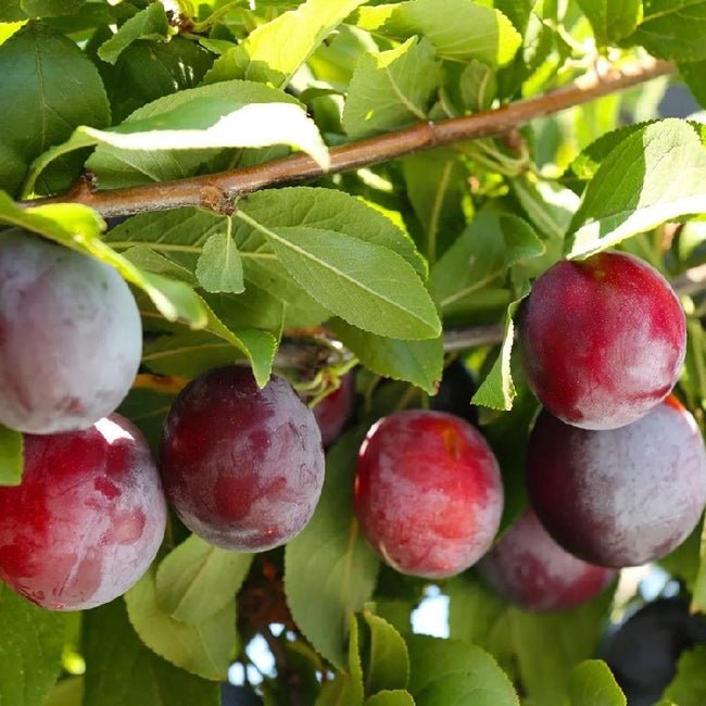 Dwarf Plum Sugar - Ladybird Nursery
