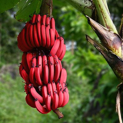 Dwarf Red Dacca Banana QLD ONLY - Ladybird Nursery