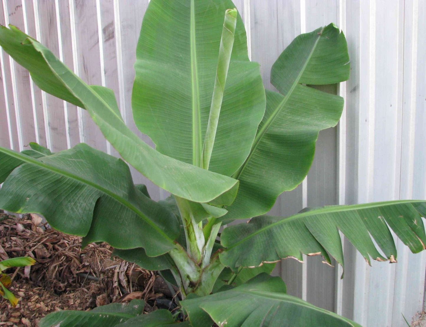 Dwarf Red Dacca Banana QLD ONLY
