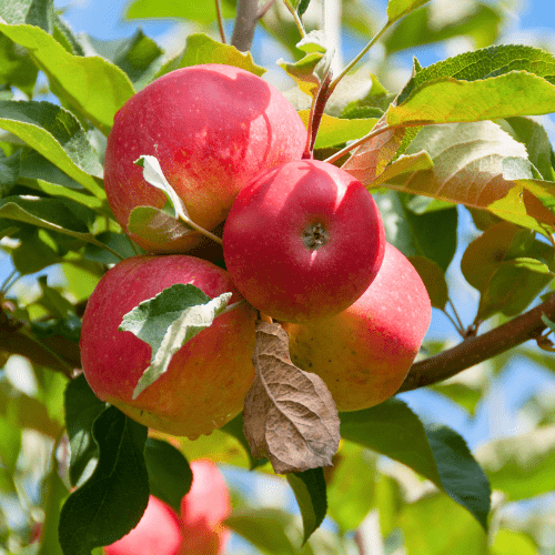 Semi Dwarf Apple 'Gala' - Ladybird Nursery