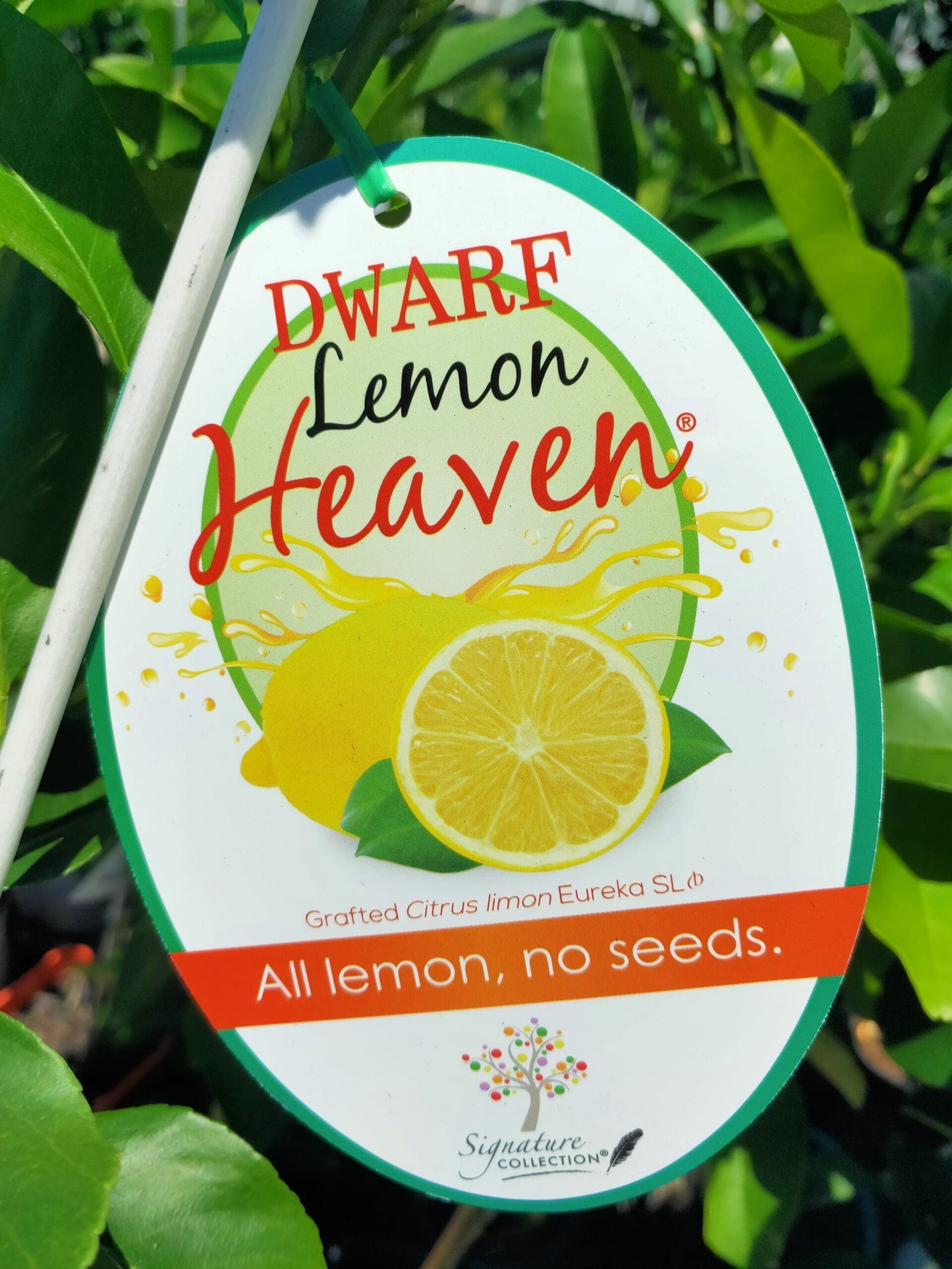 Dwarf Seedless Eureka Lemon (QLD Only)